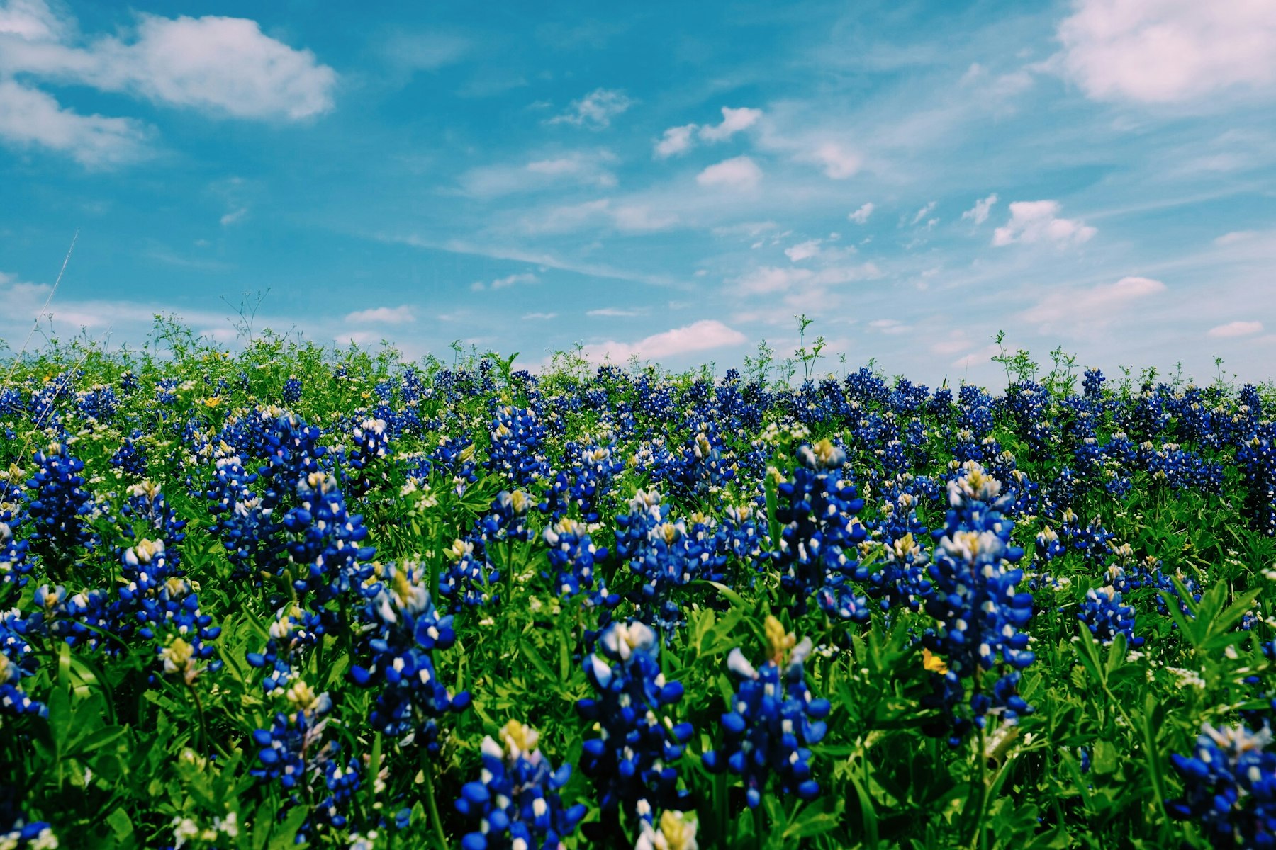 Texas bluebonnets under a bright spring sky